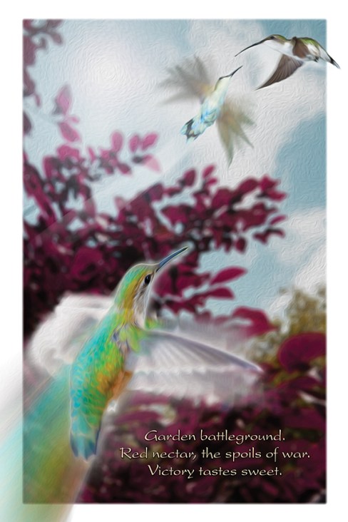 Garden_battleground_Haiku